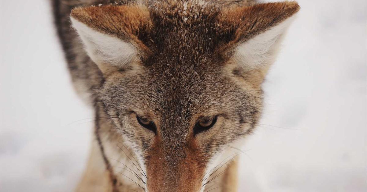 Recurring Invoice Template: Automate Subscription & Repeat Billing