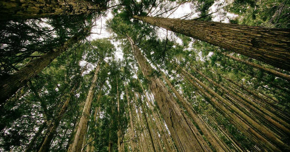 Stripe Invoicing Guide: Automated Invoicing and Payment Links with Stripe